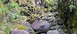 Plants: image 33 Of 208 Thumb